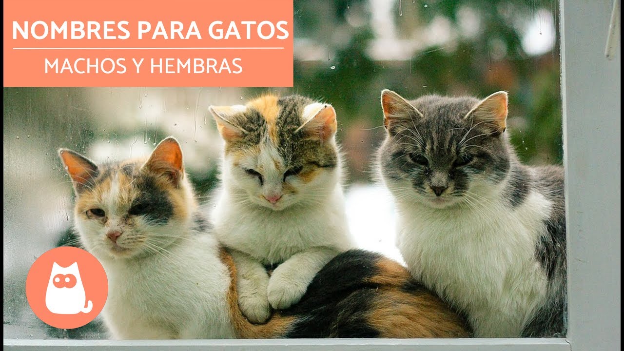 Descubre el nombre ideal para tu gatito gris ¡Adorables opciones para tu nuevo compañero!