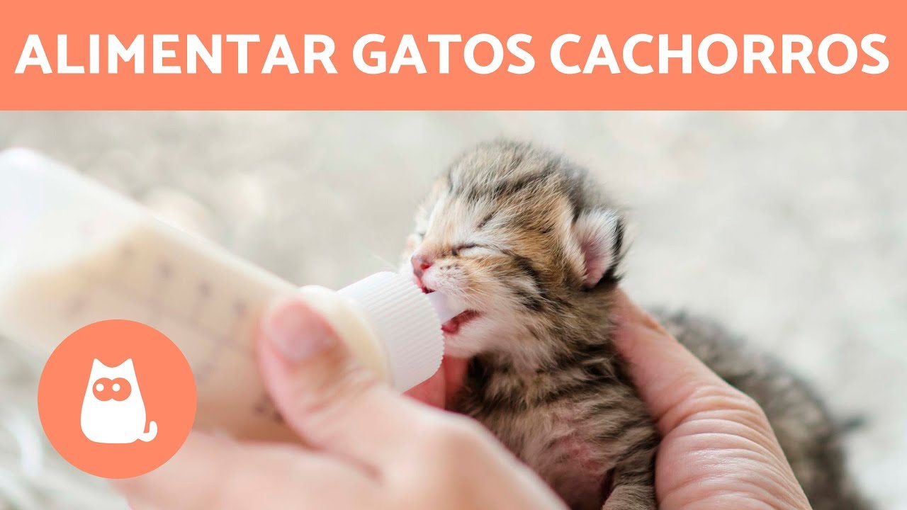 Descubre los cuidados esenciales para un gato recién nacido en su primer día
