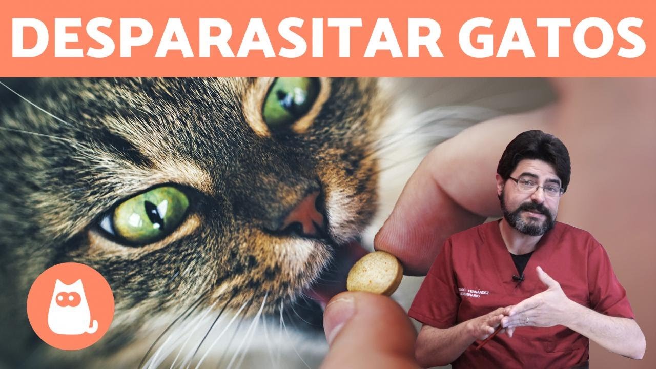 Libera a tu gato de parásitos con pastillas desparasitantes