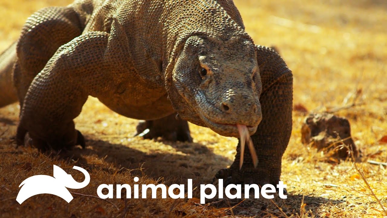 Descubre el sorprendente hábitat natural del dragón de Komodo en su isla natal