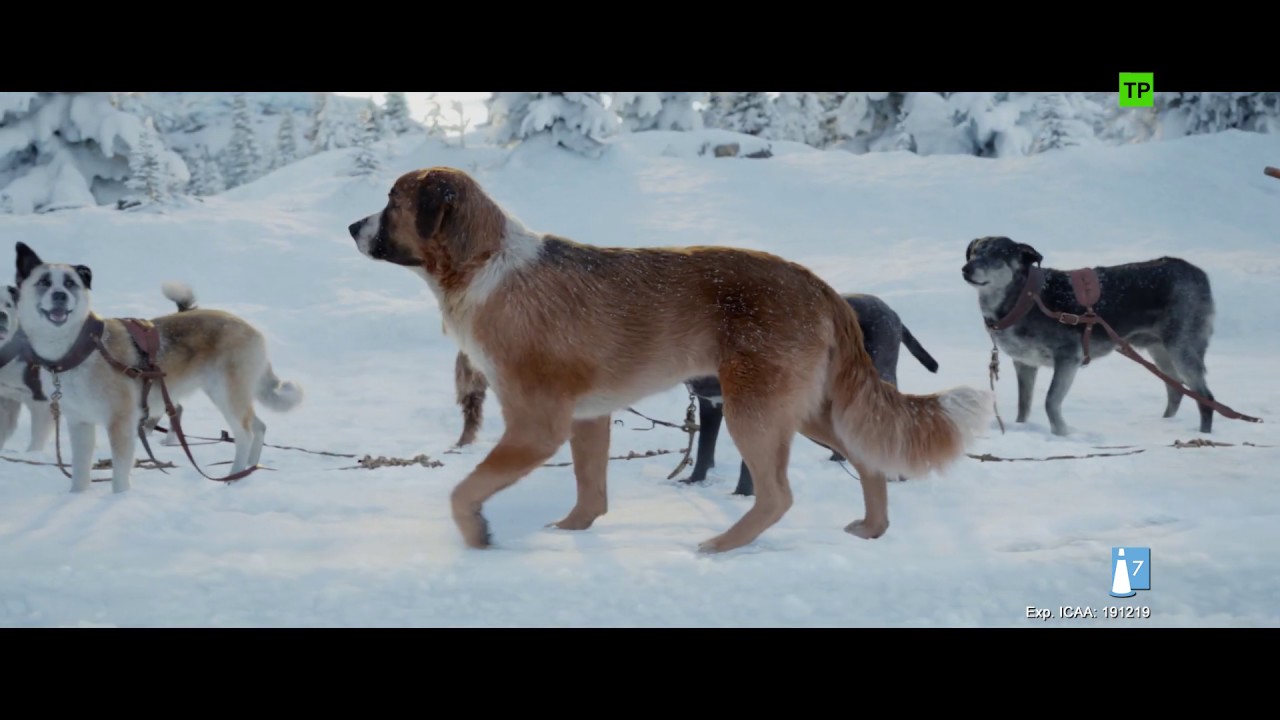 Emocionantes películas de perro en la nieve: una aventura canina inolvidable