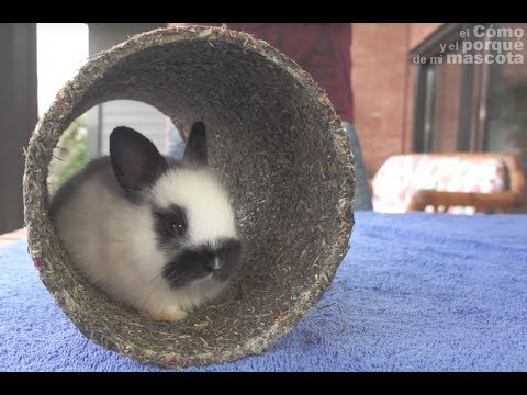 El sorprendente sonido de los conejos: ¿cómo lo hacen?