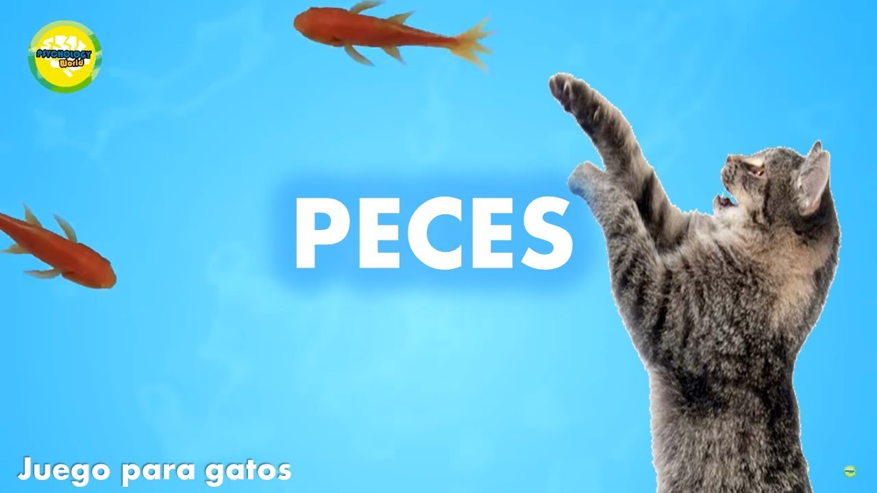 Descubre el increíble video de pececitos que fascina a los gatos