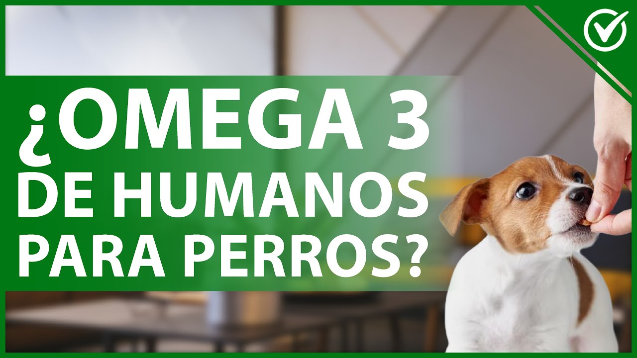 Omega 3 para perros: ¿Puedo darles el mismo suplemento que consumo?