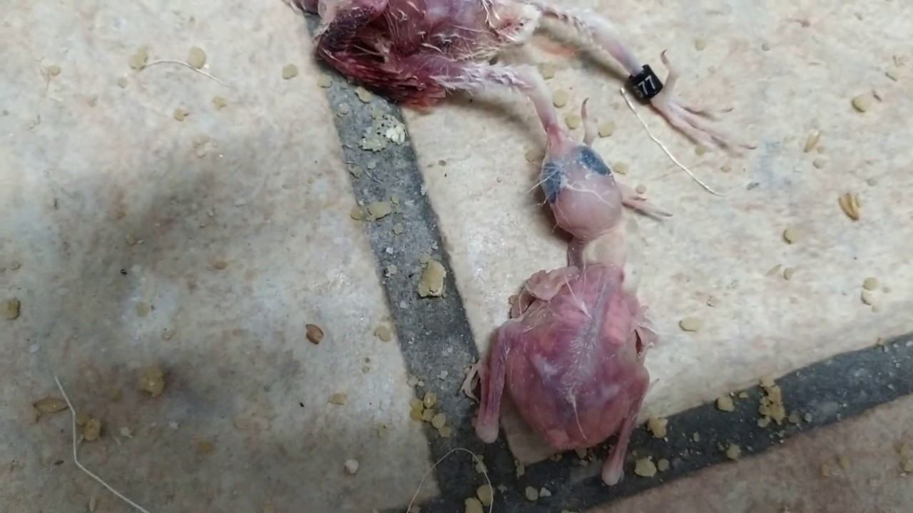 Sorprendente: palomas matan a sus propios pichones