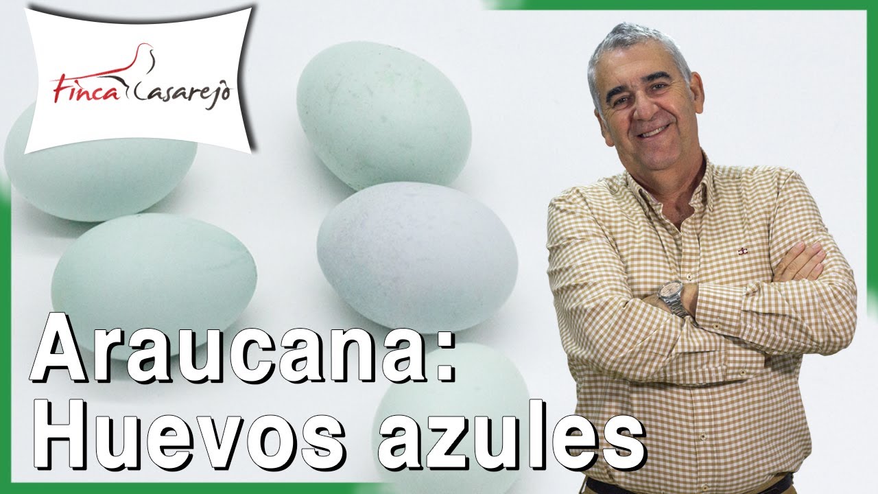 Nuevos huevos azules de gallina Araucana a precio único
