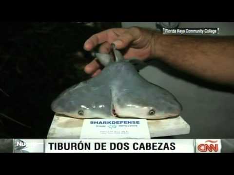 Descubren tiburón toro de dos cabezas: asombroso fenómeno marino