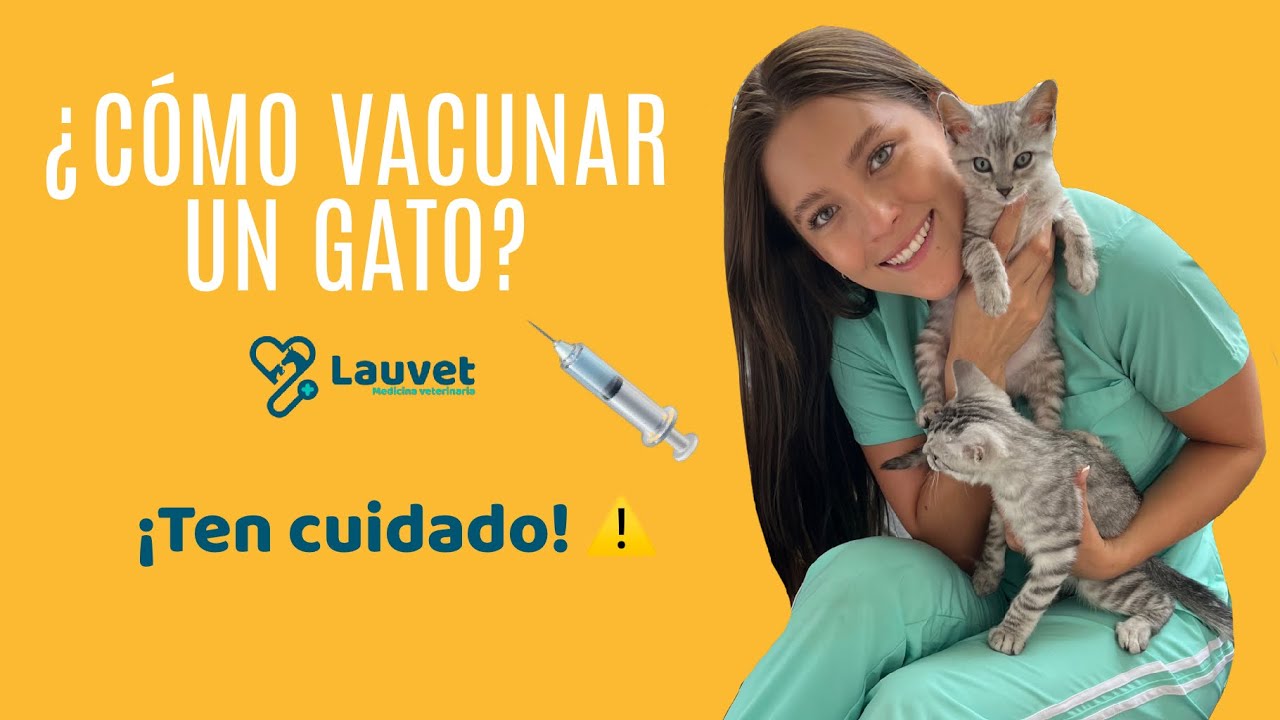 Descubre el costo de vacunar a tu gato y protegerlo de enfermedades