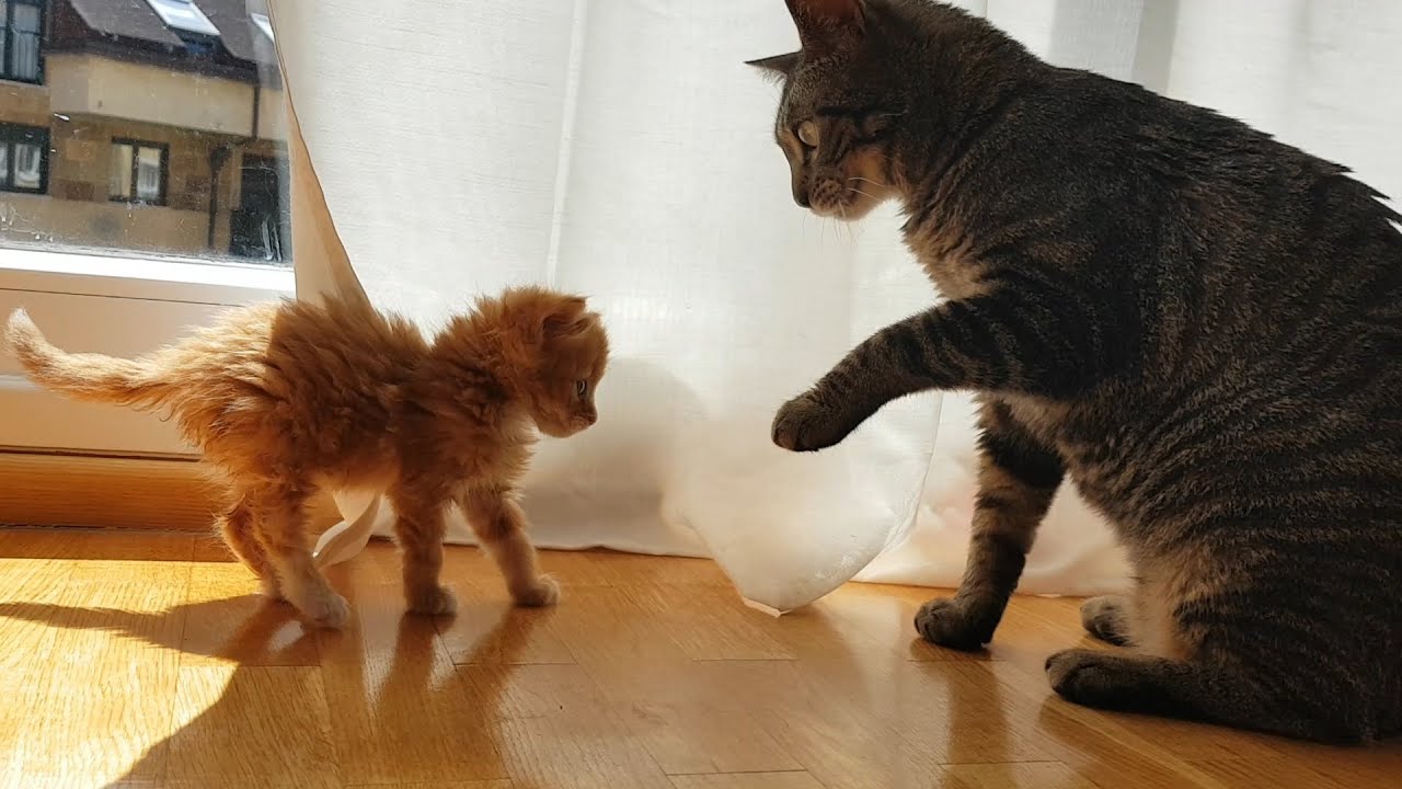 ¿Peludo protector o feroz agresor? Descubre si un gato adulto puede atacar a un gato bebé