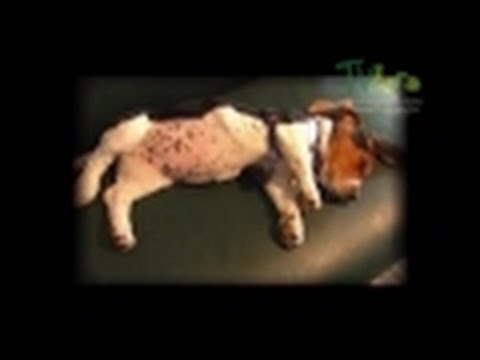 Fotos impactantes de parásitos intestinales en perros: una realidad que no puedes ignorar