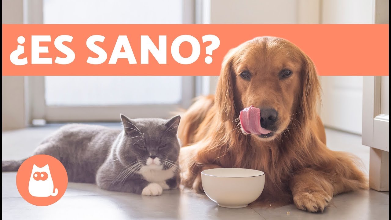 ¡Descubre qué sucede si tu perro se come comida de gato!
