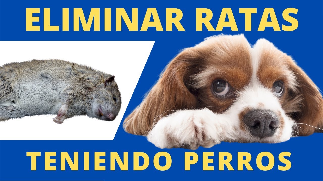 Despídete de las ratas con la ayuda de tus perros
