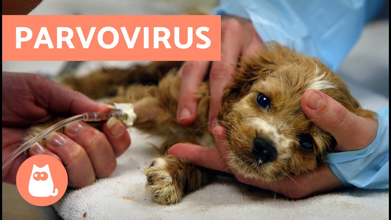 ¡Alerta! Parvovirus en perros sin vacunar: un grave peligro
