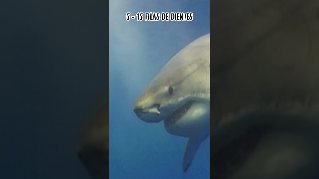 ¡Sorprendente! Descubre cuántos dientes tiene un tiburón