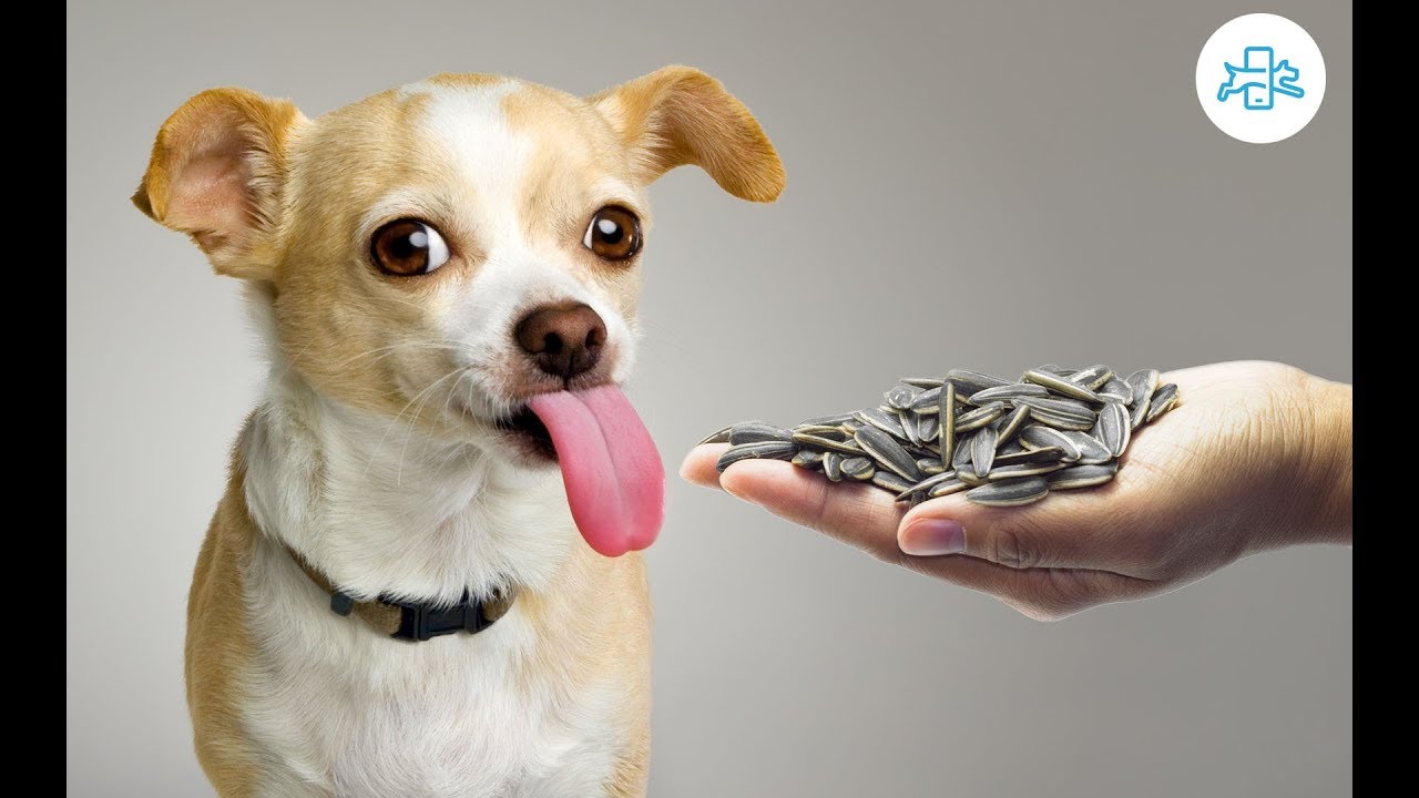 Descubre si los perros pueden comer pepitas: ¡La respuesta te sorprenderá!
