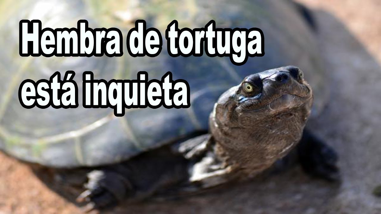 Tortuga enérgica: Descubre por qué mi tortuga no para de moverse