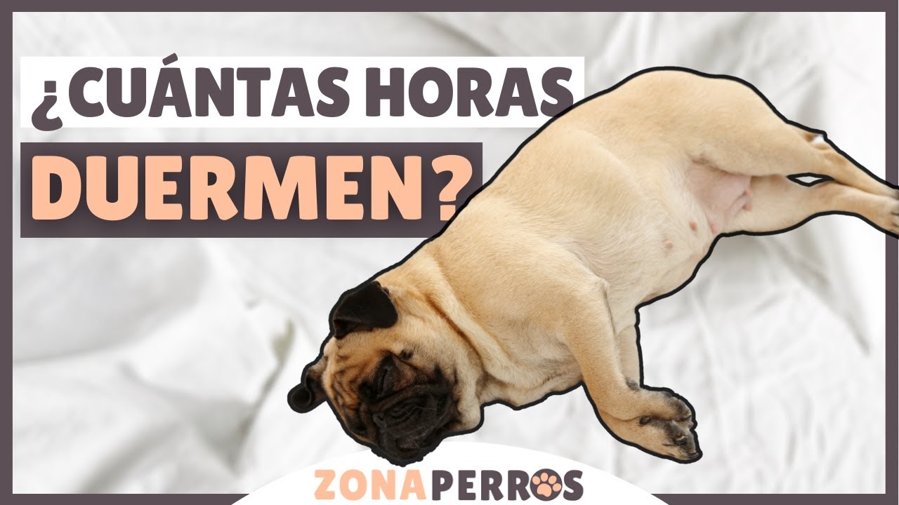 Descubre cuánto duerme un cachorro de 2 meses: sorprendentes hábitos de sueño