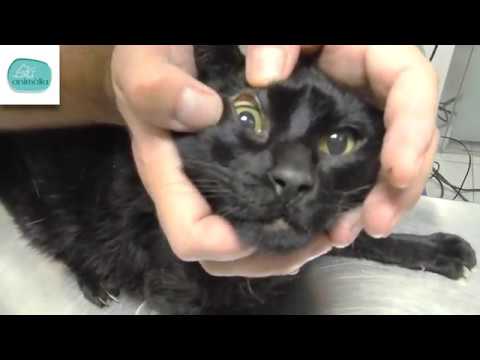 Novedoso tratamiento casero para la ictericia en gatos: ¡resultados asombrosos en solo días!