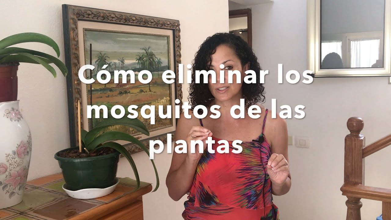 Descubre cómo eliminar mosquitos de plantas de forma eficaz con vinagre