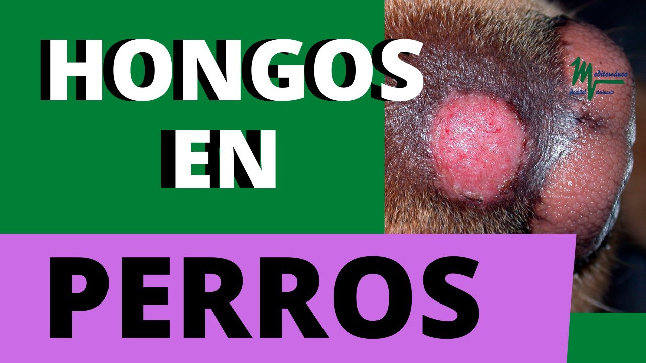 El peligroso hongo del perro que afecta a los humanos: ¡Cuidado con la dermatofitosis!