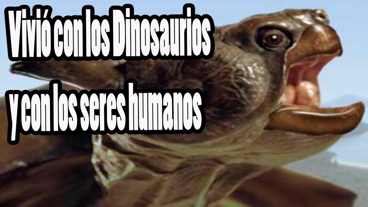 Descubren impresionante tortuga prehistórica de 4 metros