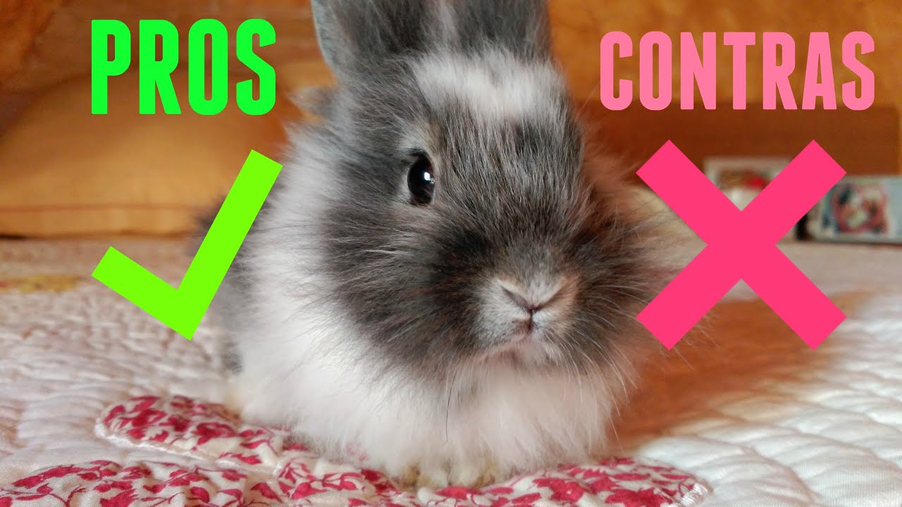 Descubre cómo tener conejos como mascotas en tu hogar