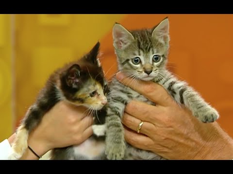 Madrid: adopta un gato recién nacido y llena tu hogar de amor felino