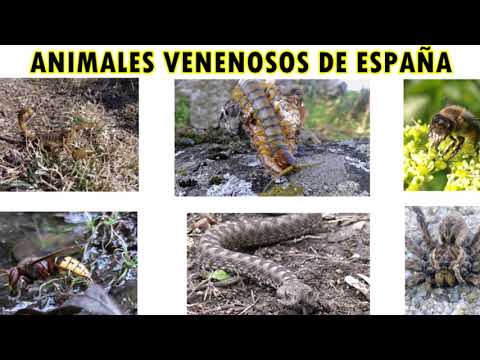 El animal más peligroso de España: descubre quién lo ocupa