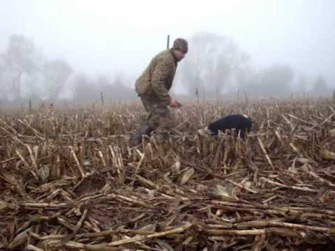 Border collie y perro de caza: ¿la combinación perfecta?