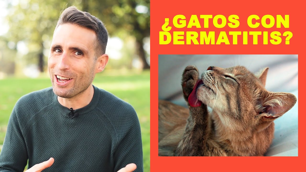 Asombrosas fotos de dermatitis en gatos revelan sorprendentes diagnósticos