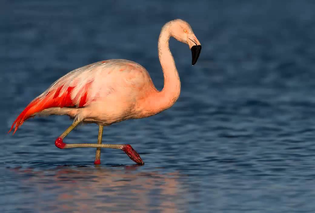 Descubre el fascinante ave con patas membranosas: una evolución única en la naturaleza