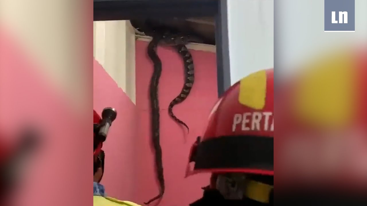 Serpientes que desafían la gravedad: el fascinante fenómeno de las serpientes que suben paredes