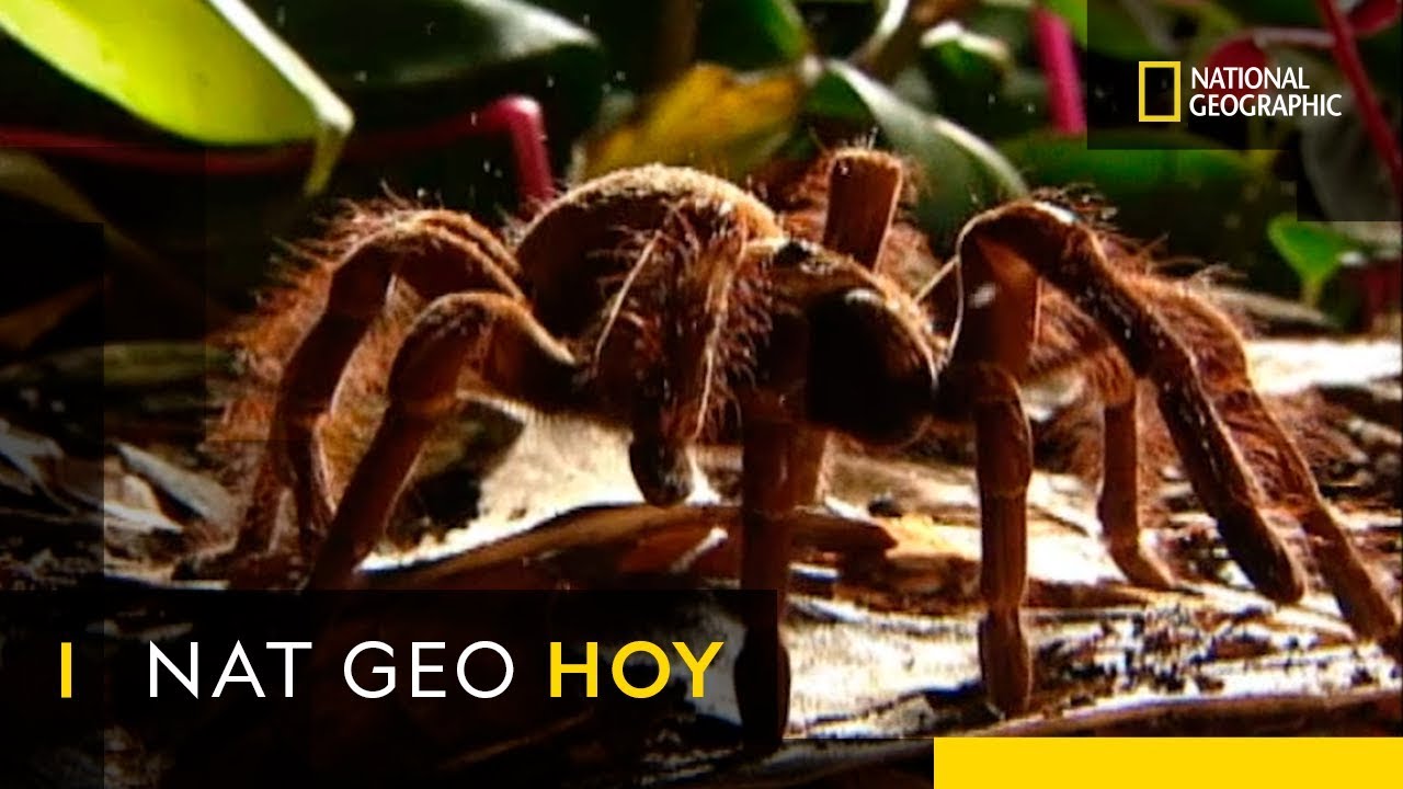 Descubre el impactante hallazgo de la araña blanca y negra en España