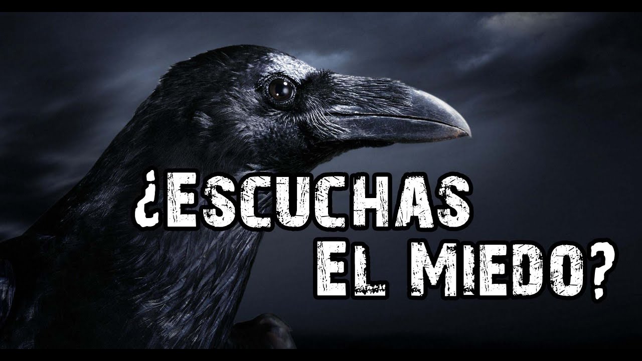 Los inquietantes augurios de los cuervos: ¿anuncian la muerte?