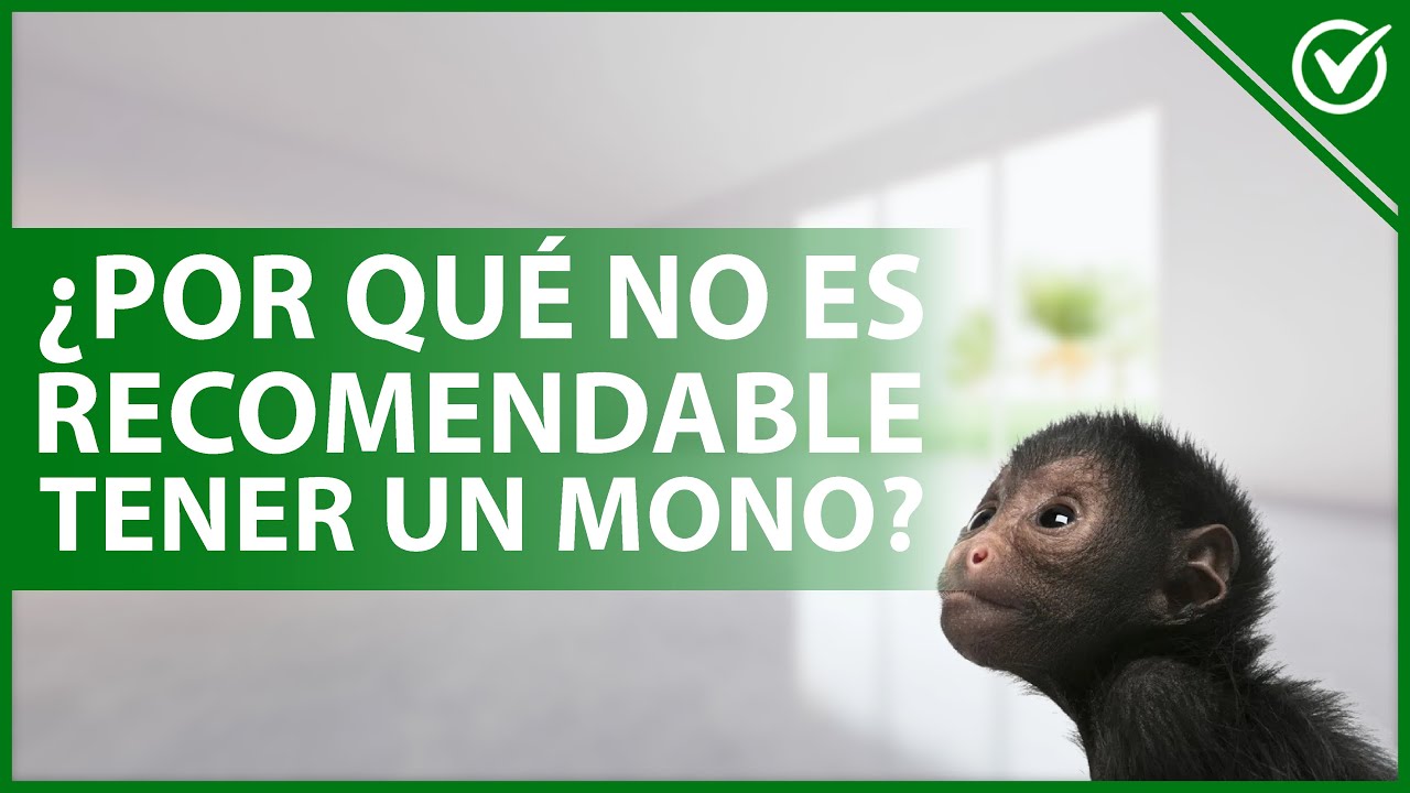 Descubre: ¿Es legal tener un mono como mascota en España?