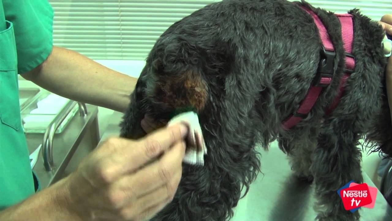 Descubre cómo sanar la herida en carne viva de mi perro