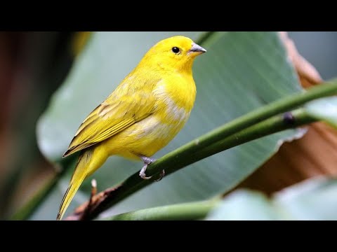 Los canarios sorprenden reconociendo a sus dueños