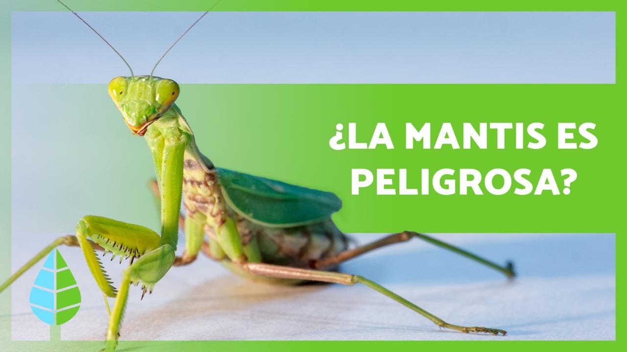 Descubre qué comen las mantis religiosas, alimento clave de estos fascinantes insectos