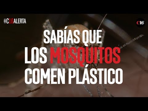 Descubre qué comen los mosquitos: un secreto fascinante
