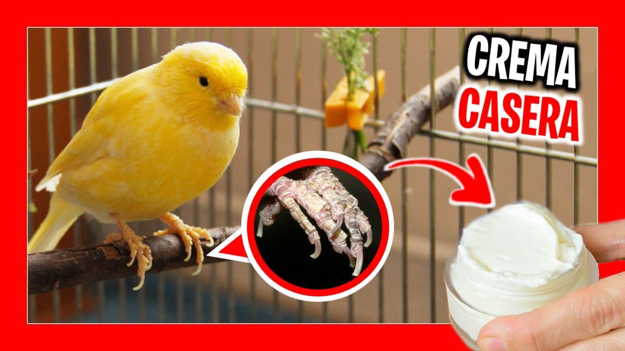 Descubre las enfermedades de los canarios ¡con fotos de sus patas!