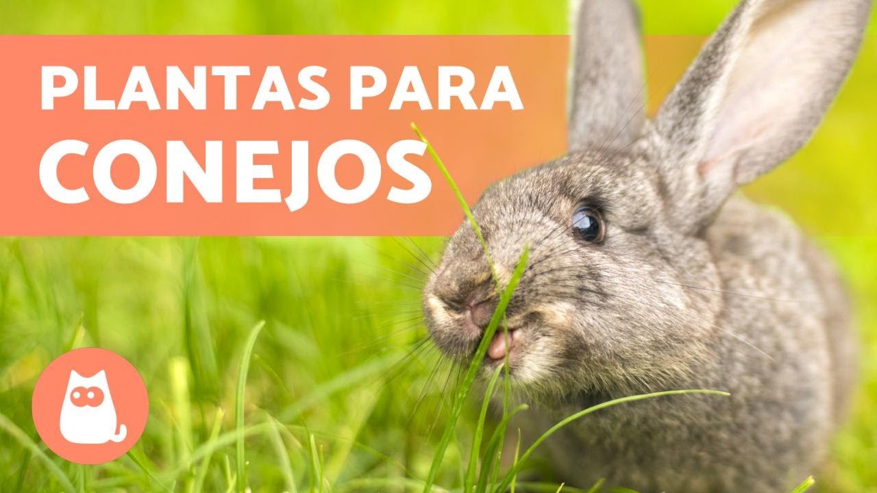 Descubre qué comen los conejos salvajes: una guía esencial