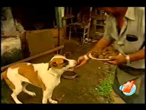 El sorprendente descubrimiento: los perros pueden comer chicharrón
