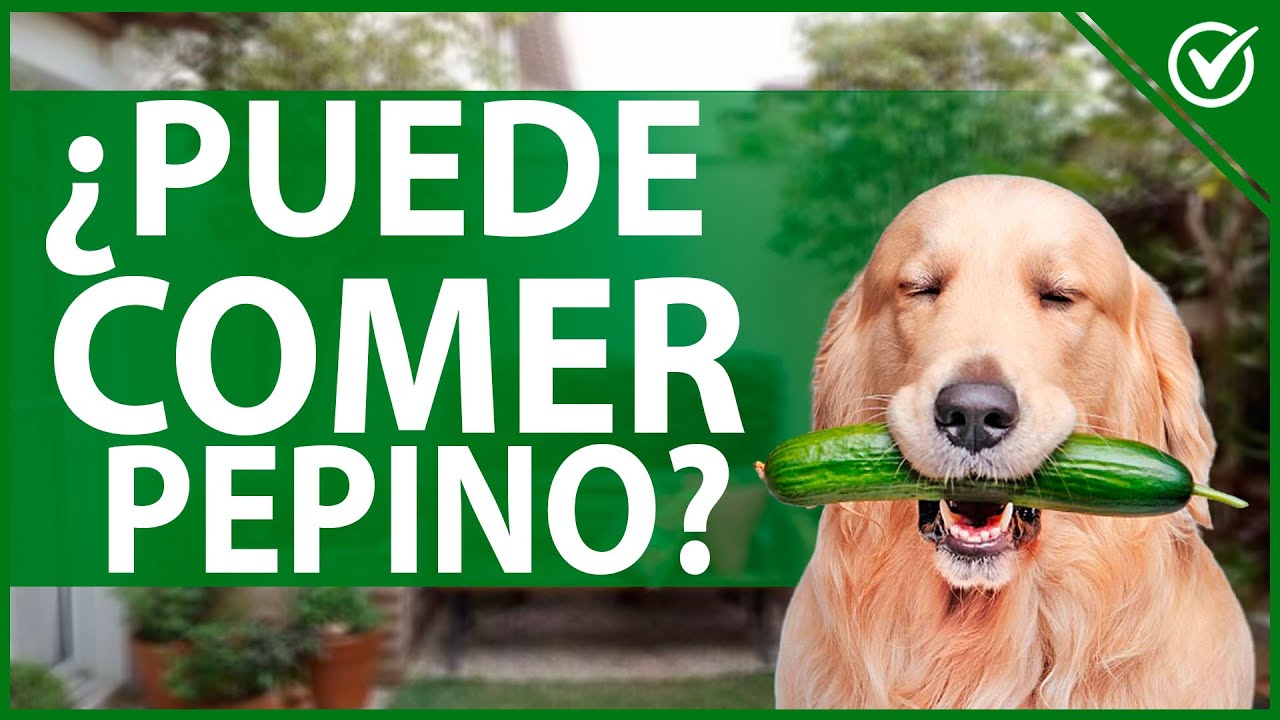 Descubre por qué los perros devoran pepino: un alimento sorprendente y saludable