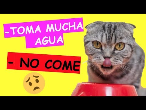 Descubre por qué mi gato solo se alimenta de agua: sorprendente revelación