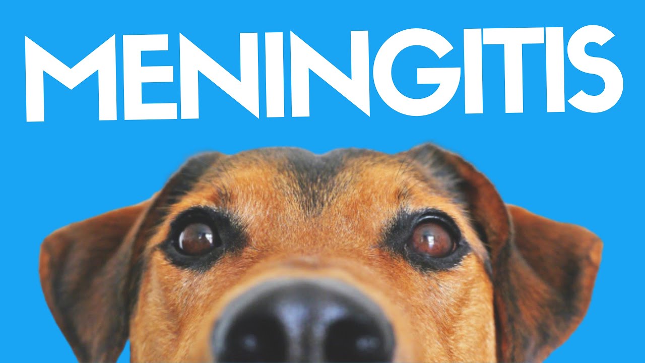 Nuevas esperanzas para la meningitis en perros: ¡aumento de la vida!