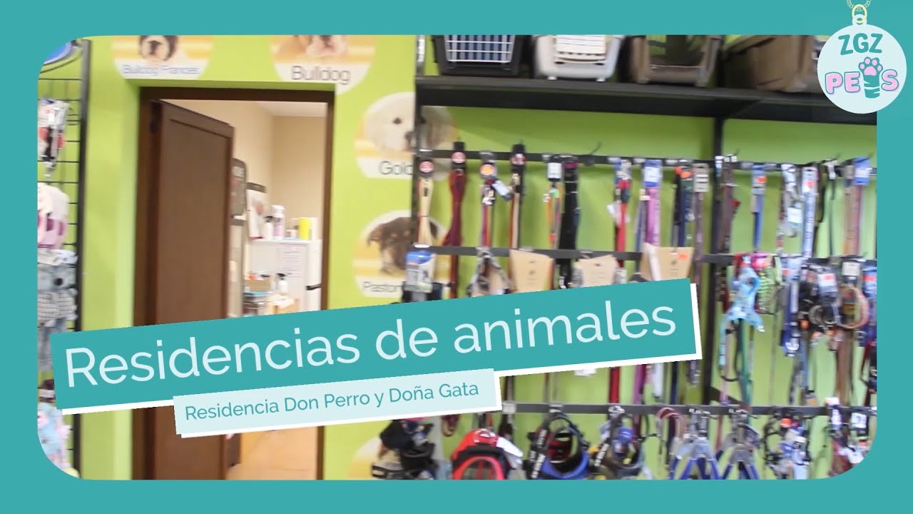 Residencia canina: ¡Cuida a tu perro y dona también a tu gata en Don Perro y Dona Gata!