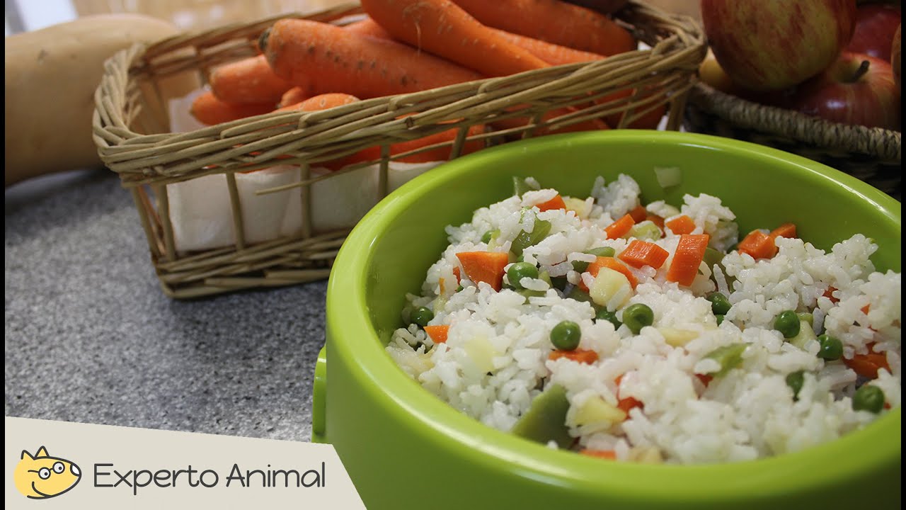Descubre la forma perfecta de cocinar arroz para perros y mejorar su alimentación