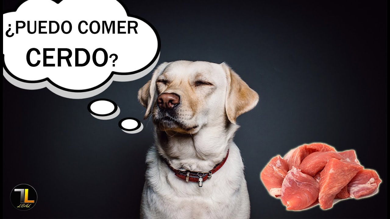 Peligro canino: ¿Los perros pueden comer puerco sin consecuencias?