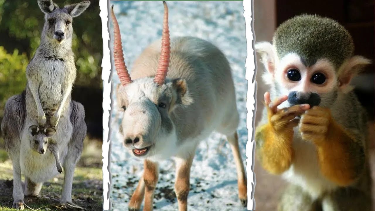 Descubre los animales para tener en casa más raros: ¡sorpréndete con estas curiosas mascotas!