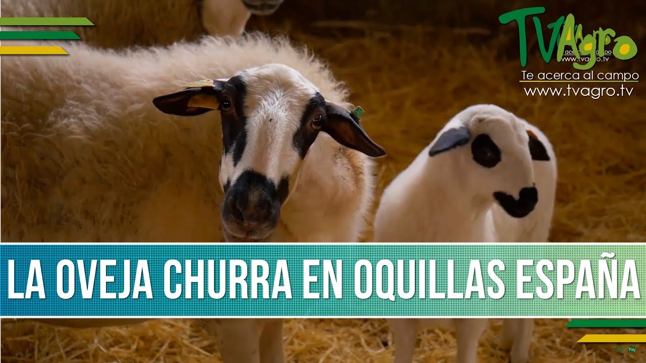 Descubre las fascinantes razas de ovejas en España ¡Sorpréndete!